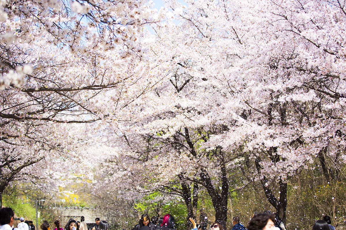 도시공원 서울숲 봄 모습