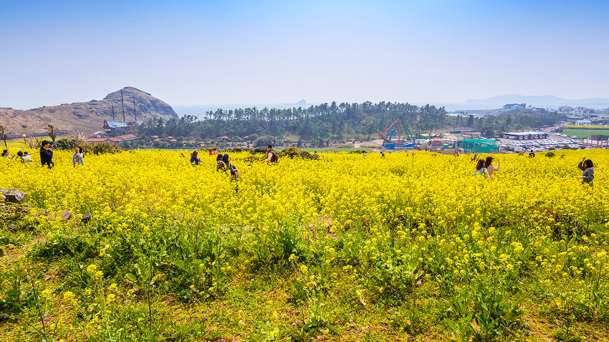 BYD 제주도 렌트카 시장 진입