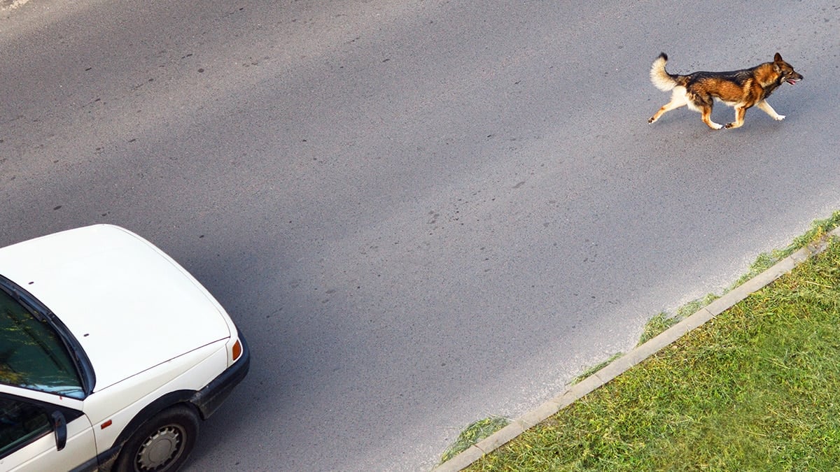 반려동물 교통사고