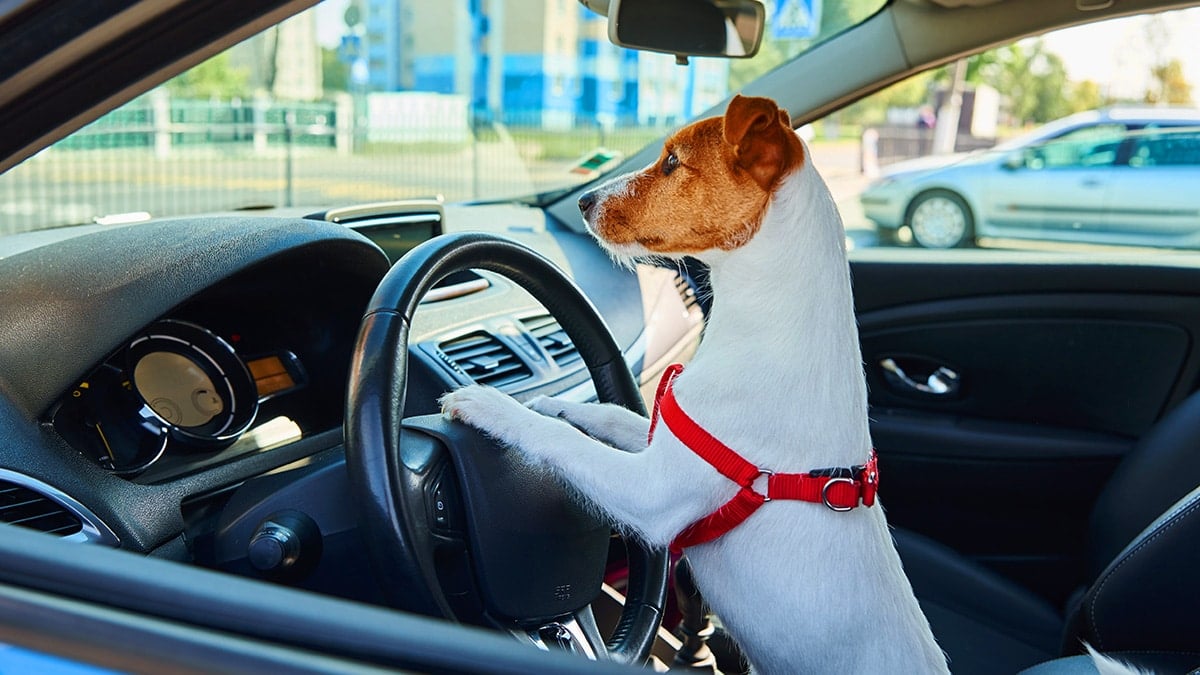 교통사고 발생 시 반려동물 피해
