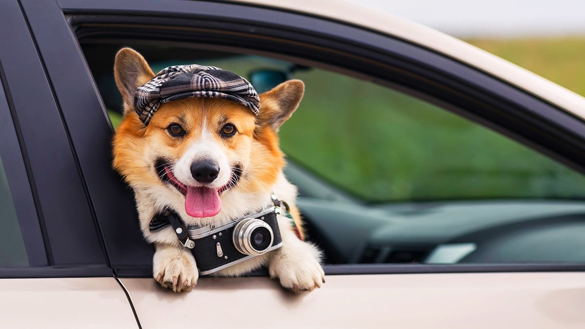 교통사고 발생 시 반려동물 피해