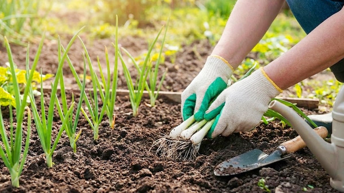 대파 뿌리를 다시 심는 모습