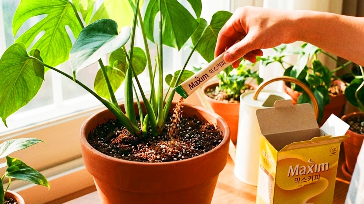 커피믹스 가루 활용법