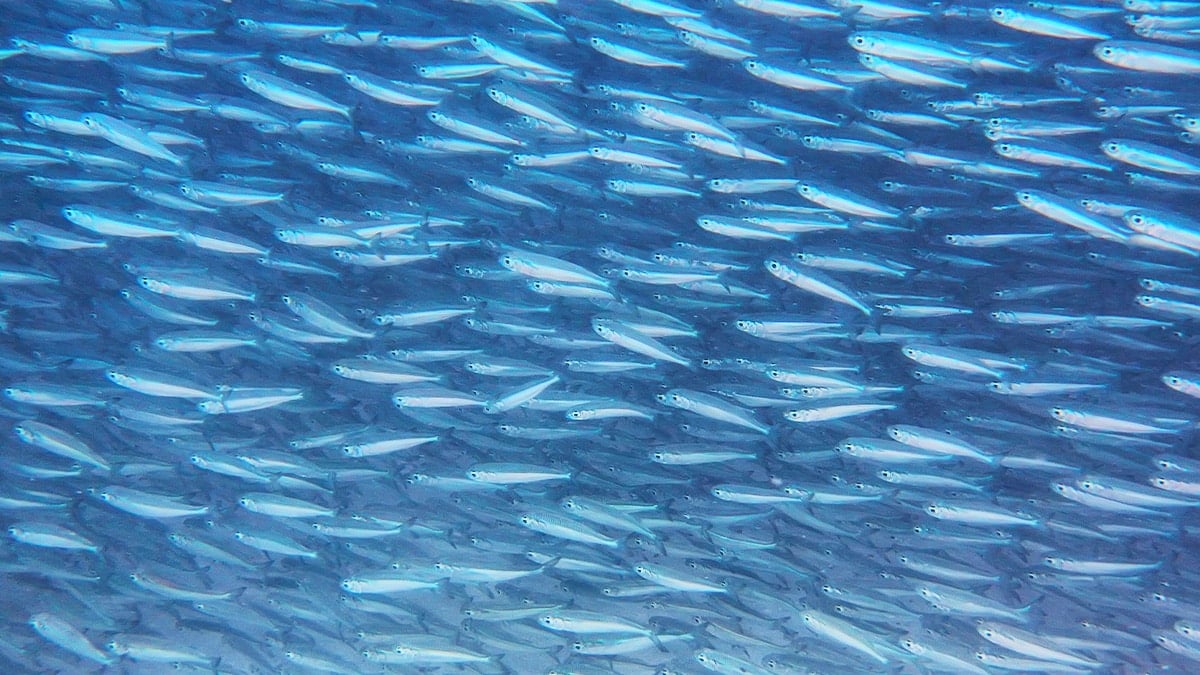 정어리떼 정어리떼