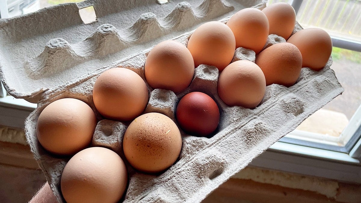 “계란값이 비싸진 이유가 있었다”… 李 대통령, ‘담합 가능성’ 식탁 물가 정조준