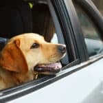 반려견 태우고 운전 하면 안 되는 이유
