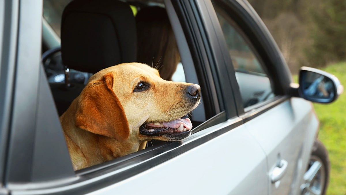 반려견 태우고 운전 하면 안 되는 이유