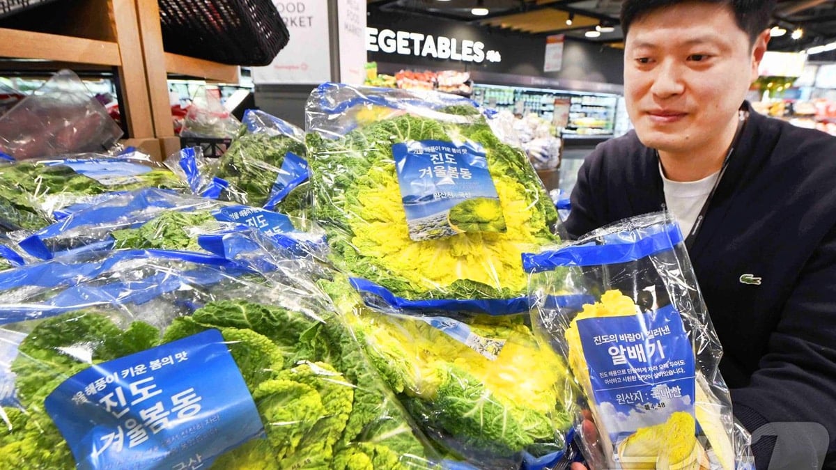 진도의 겨울 봄동을 소개하고 있는 모습