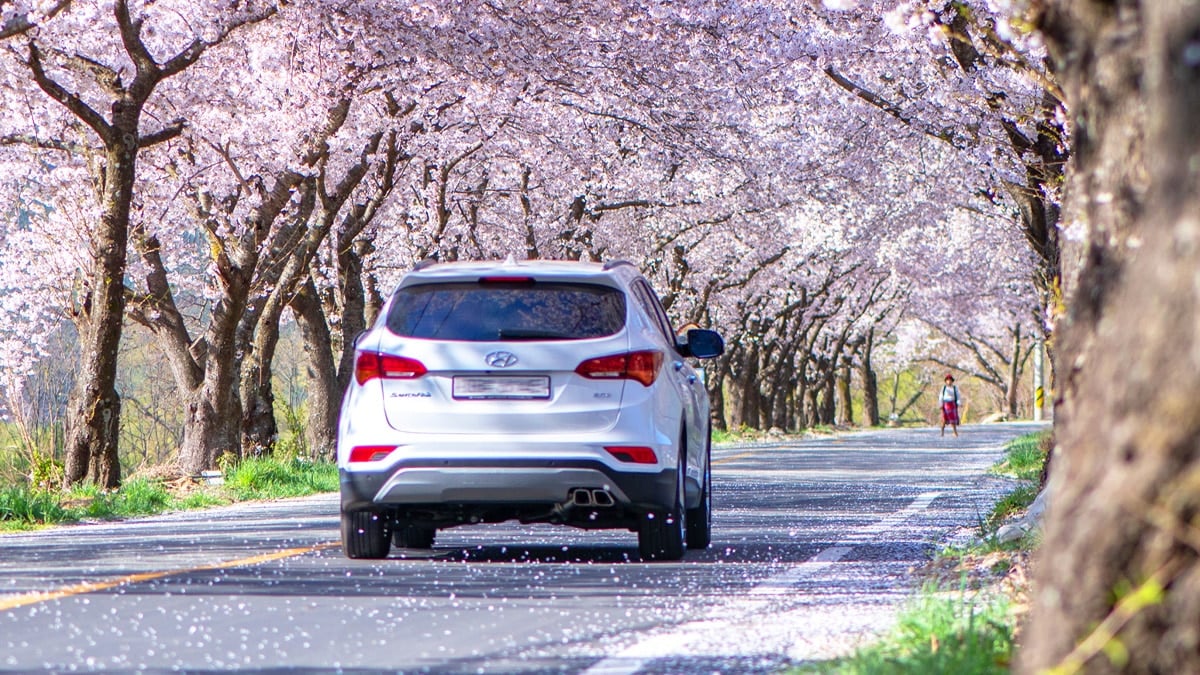 봄 나들이를 떠나는 차량